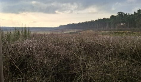 q-IMG_1604-scaled-600x277